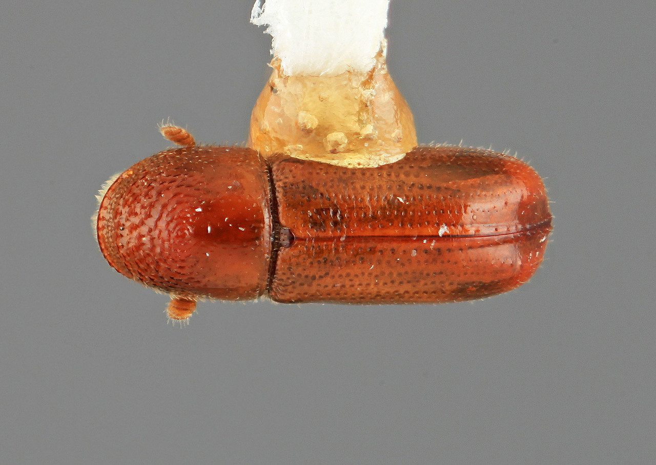Genus / Species: Pityophthorus ornatus | Image Author: SM Smith | Location: United States, Utah, Sanford Canyon (Dixie N.F.) | Image Type: holotype | Collection: Entomology