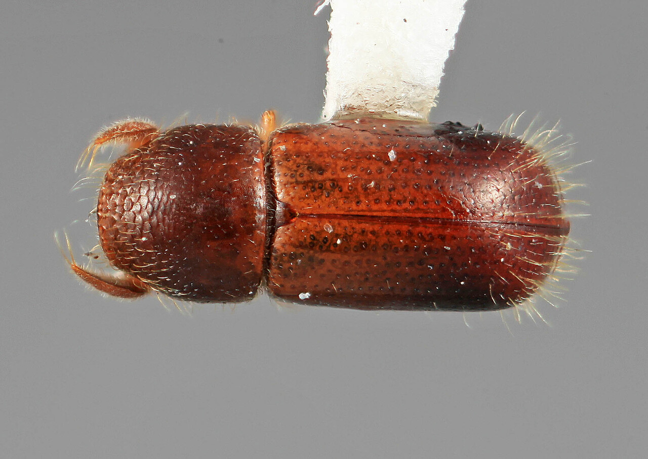 Genus / Species: Corthyloxiphus antennatus | Image Author: SM Smith | Location: Colombia, Antioquía, Piedras Blancas, 10 km E Medellin | Collection: Entomology