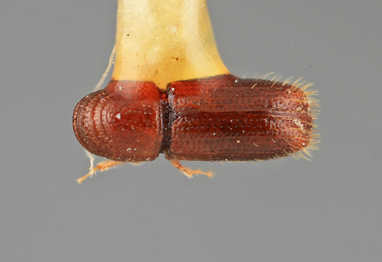 Genus / Species: Pityophthorus paulus | Image Author: SM Smith | Location: México, Hidalgo, Jacala,  24 mi NE | Image Type: holotype | Collection: Entomology