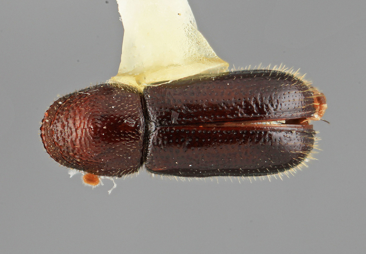 Genus / Species: Pityophthorus separatus | Image Author: SM Smith | Location: United States, South Carolina, Poinsett St. Pk. | Image Type: holotype | Collection: Entomology