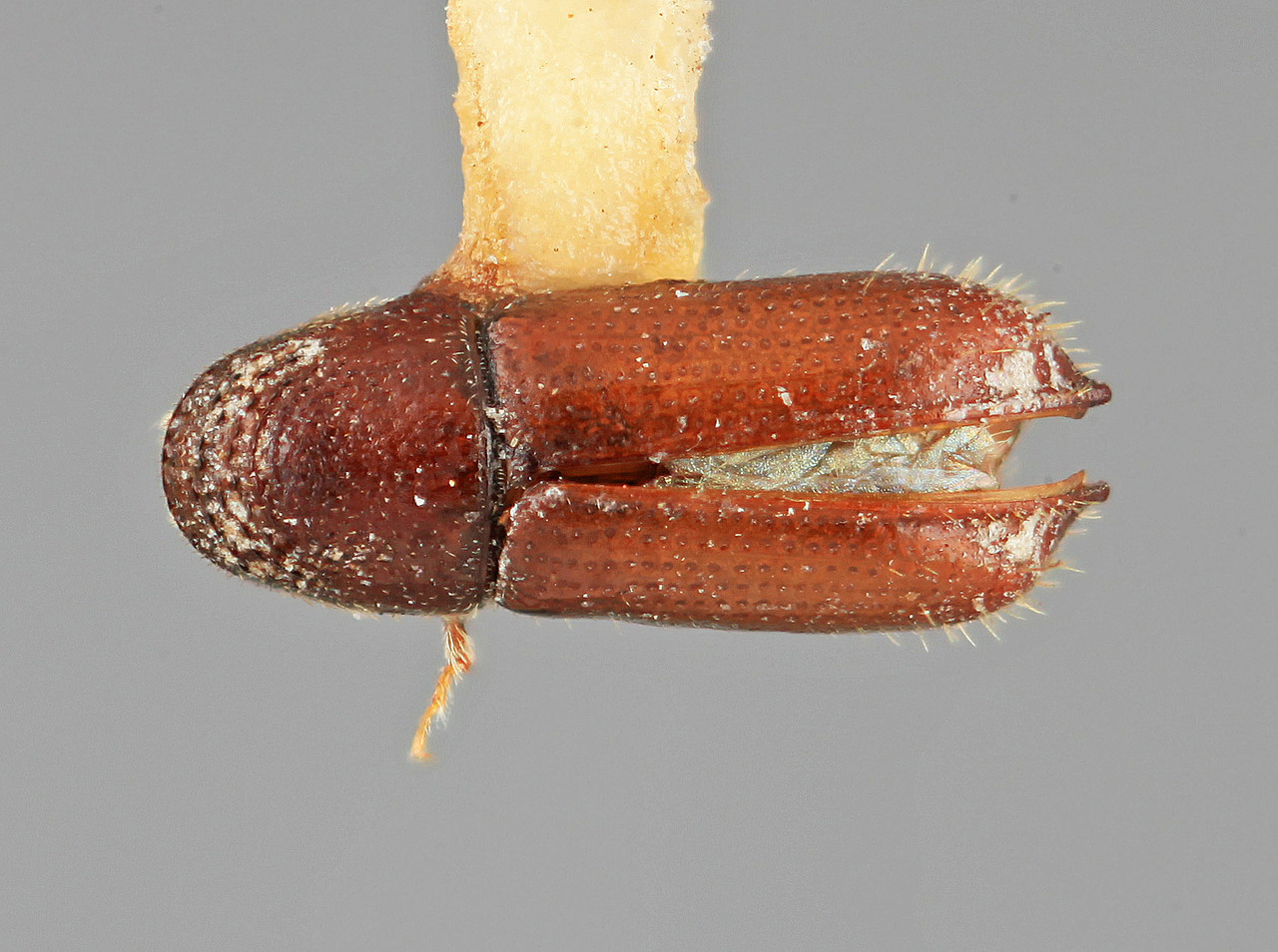 Genus / Species: Pityophthorus discretus | Image Author: SM Smith | Location: México, Durango, El Salto, 3 mi (5 km) W | Image Type: holotype | Collection: Entomology
