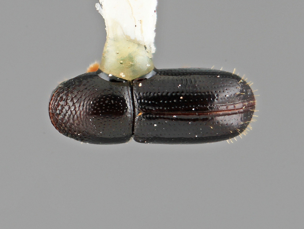 Genus / Species: Pityophthorus mendosus | Image Author: SM Smith | Location: Costa Rica, San José, San Isidro del General | Image Type: holotype | Collection: Entomology