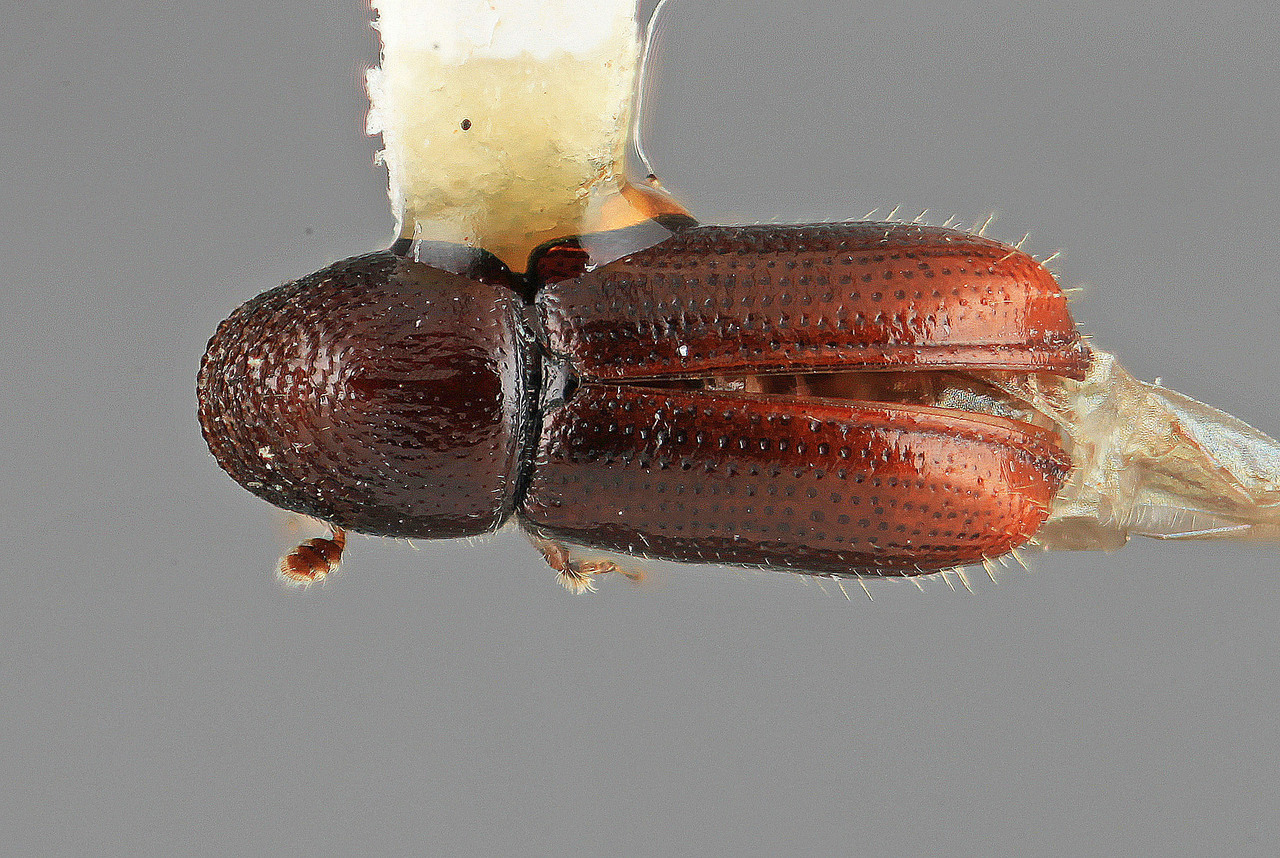 Genus / Species: Pityophthorus mesembria | Image Author: SM Smith | Location: Guatemala, Quetzaltenango, Cerro Calel | Image Type: holotype | Collection: Entomology