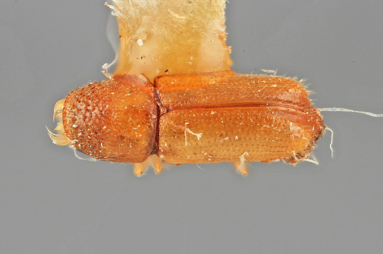 Genus / Species: Pityophthorus delicatus | Image Author: SM Smith | Location: México, Durango, El Salto, 35 mi (56 km) SW | Image Type: holotype | Collection: Entomology