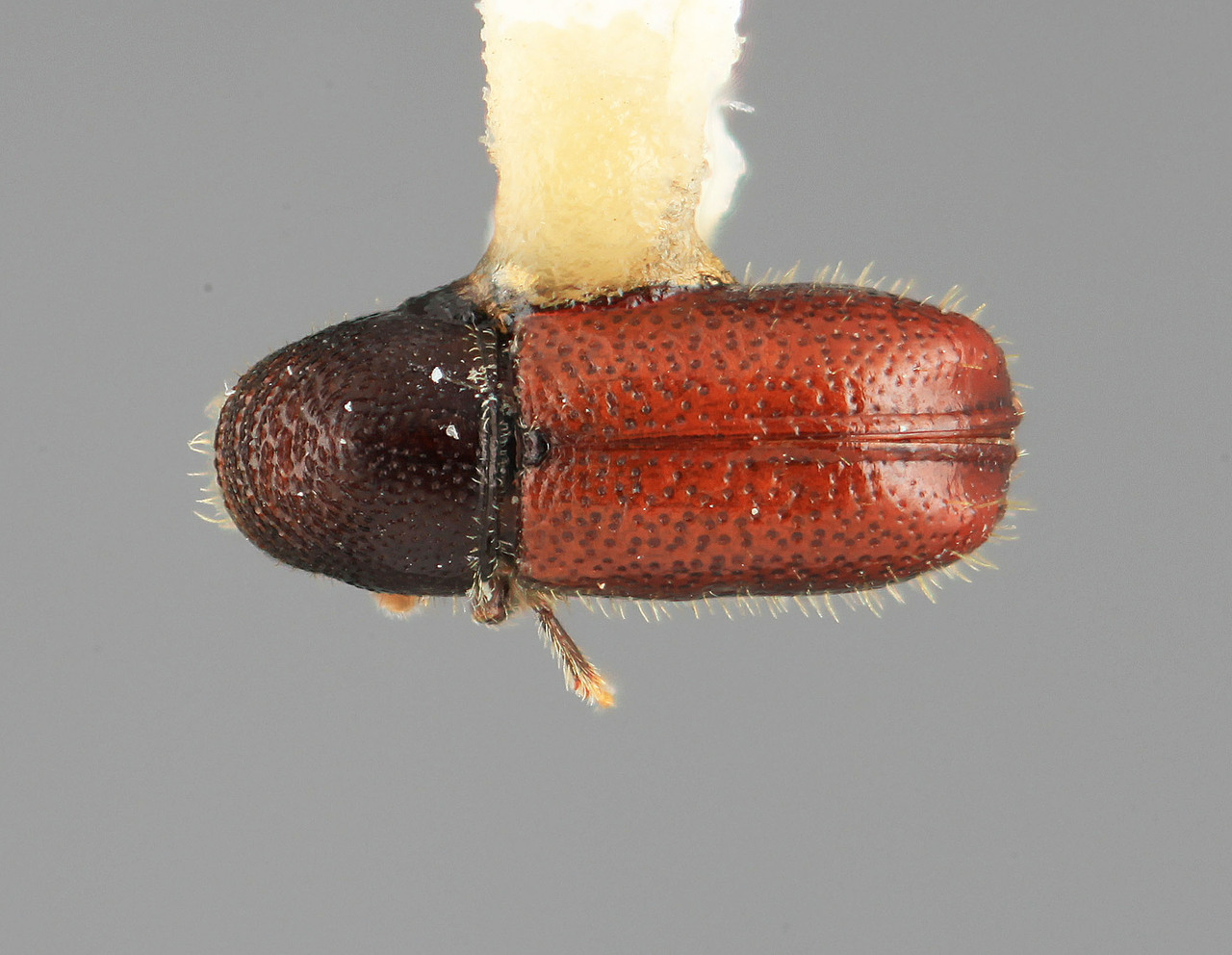 Genus / Species: Pityophthorus arceuthobii | Image Author: SM Smith | Location: México, Durango, Durango, 60 mi (96 km) W | Image Type: holotype | Collection: Entomology