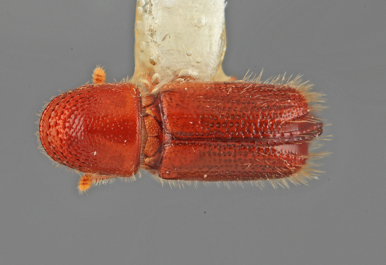 Genus / Species: Pityophthorus rubidus | Image Author: SM Smith | Location: United States, Arizona, Madera Canyon | Image Type: holotype | Collection: Entomology