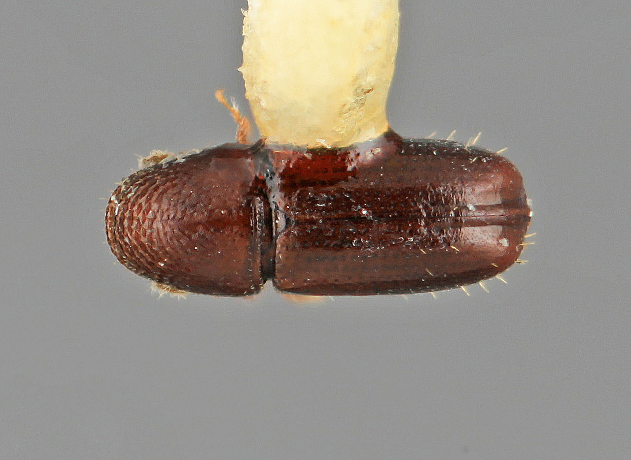 Genus / Species: Pityophthorus lenis | Image Author: SM Smith | Location: Costa Rica, Cartago, Tapanti | Image Type: holotype | Collection: Entomology