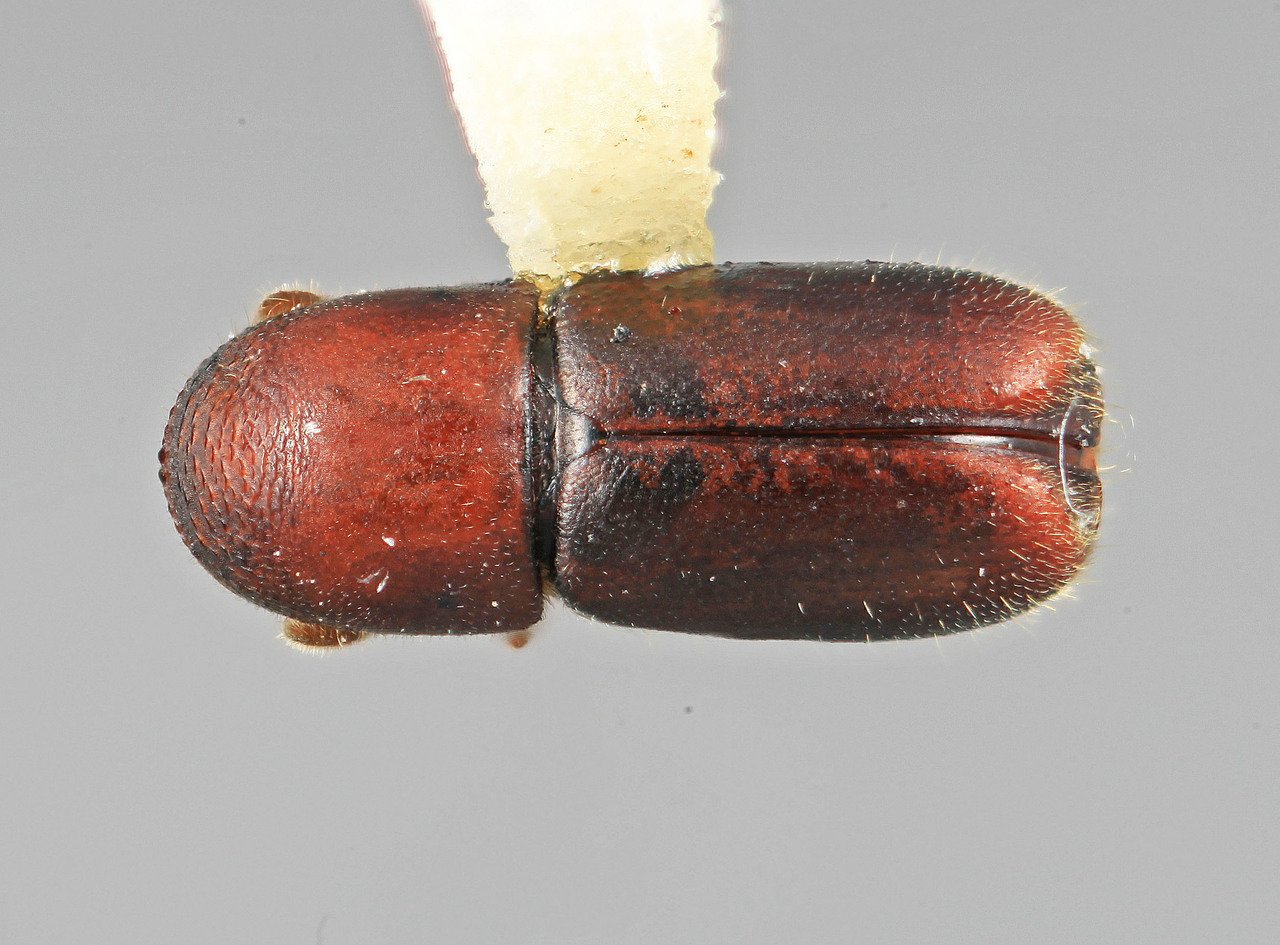Genus / Species: Microcorthylus diversus | Image Author: SM Smith | Location: Venezuela, Mérida, Mérida, 30 km N | Image Type: holotype | Collection: Entomology