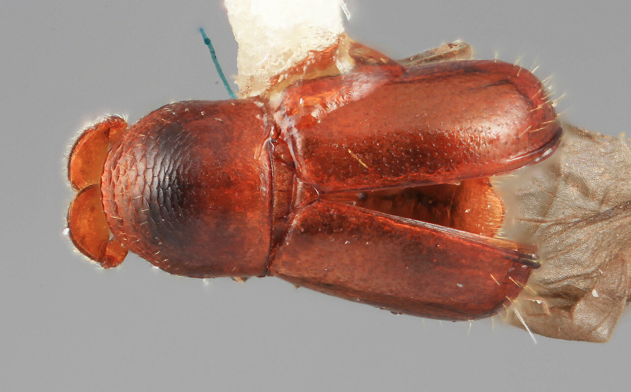 Genus / Species: Corthyloxiphus araguensis | Image Author: SM Smith | Location: Venezuela, Aragua, Colonia Tovar | Collection: Entomology