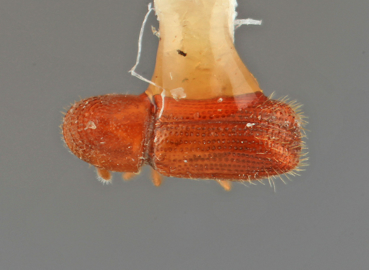 Genus / Species: Pityophthorus occlusus | Image Author: SM Smith | Location: Honduras, El Paraíso, Yuscaran | Image Type: holotype | Collection: Entomology