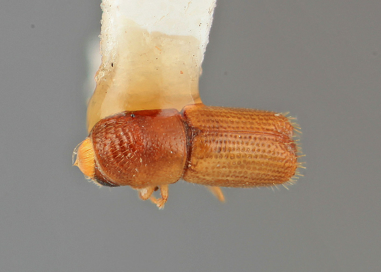 Genus / Species: Pityophthorus hermosus | Image Author: SM Smith | Location: Honduras, El Paraíso, Yuscaran | Image Type: holotype | Collection: Entomology