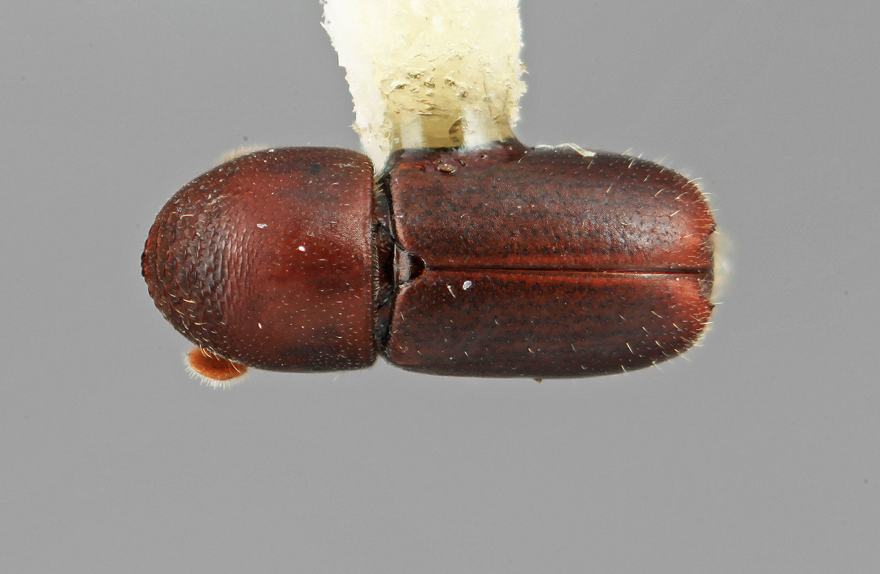 Genus / Species: Microcorthylus umbratus | Image Author: SM Smith | Location: Venezuela, Mérida, La Carbonera, 50 km NE Merida | Image Type: holotype | Collection: Entomology
