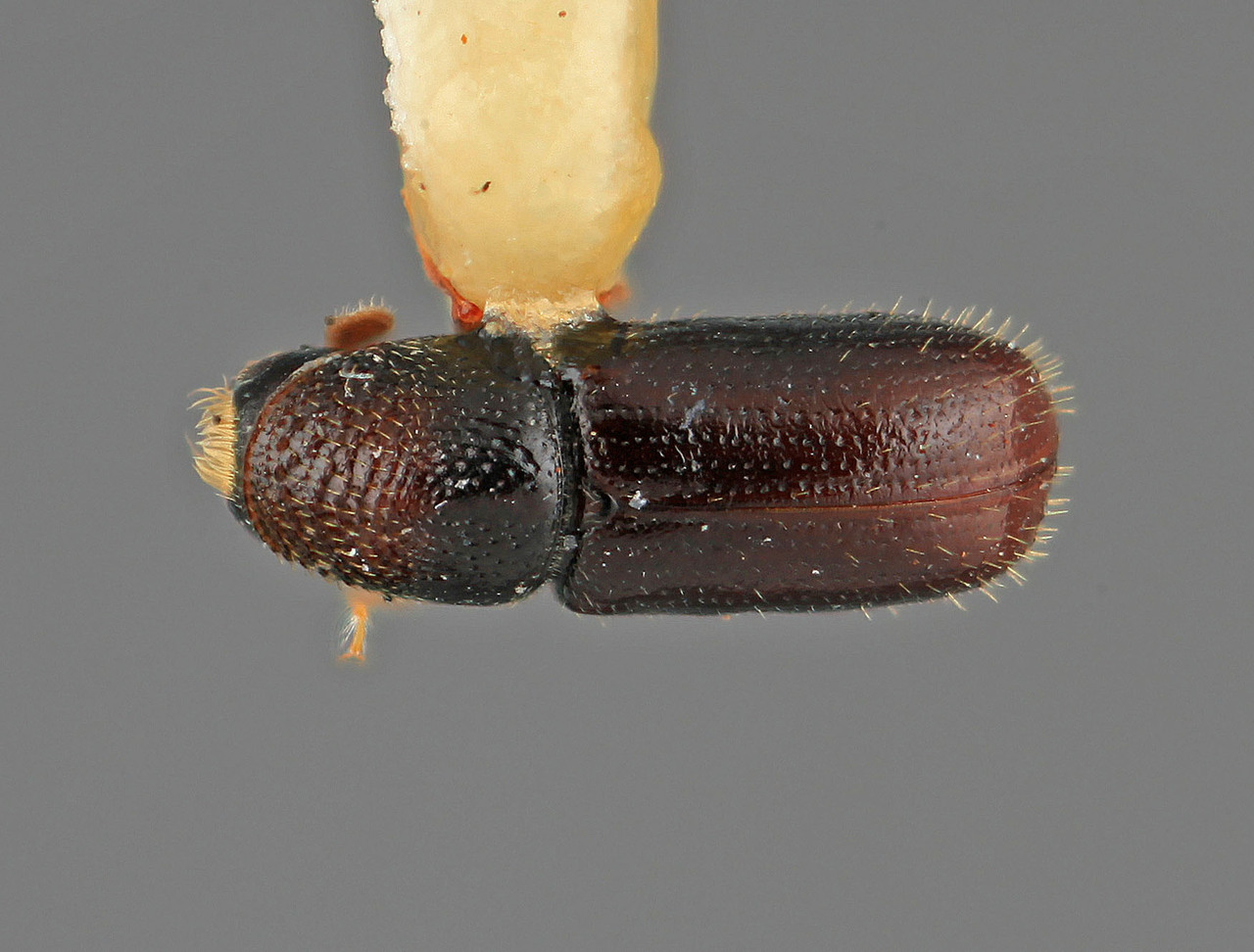 Genus / Species: Pityophthorus conspectus | Image Author: SM Smith | Location: Costa Rica, Cartago, Volcán Irazú | Image Type: holotype | Collection: Entomology