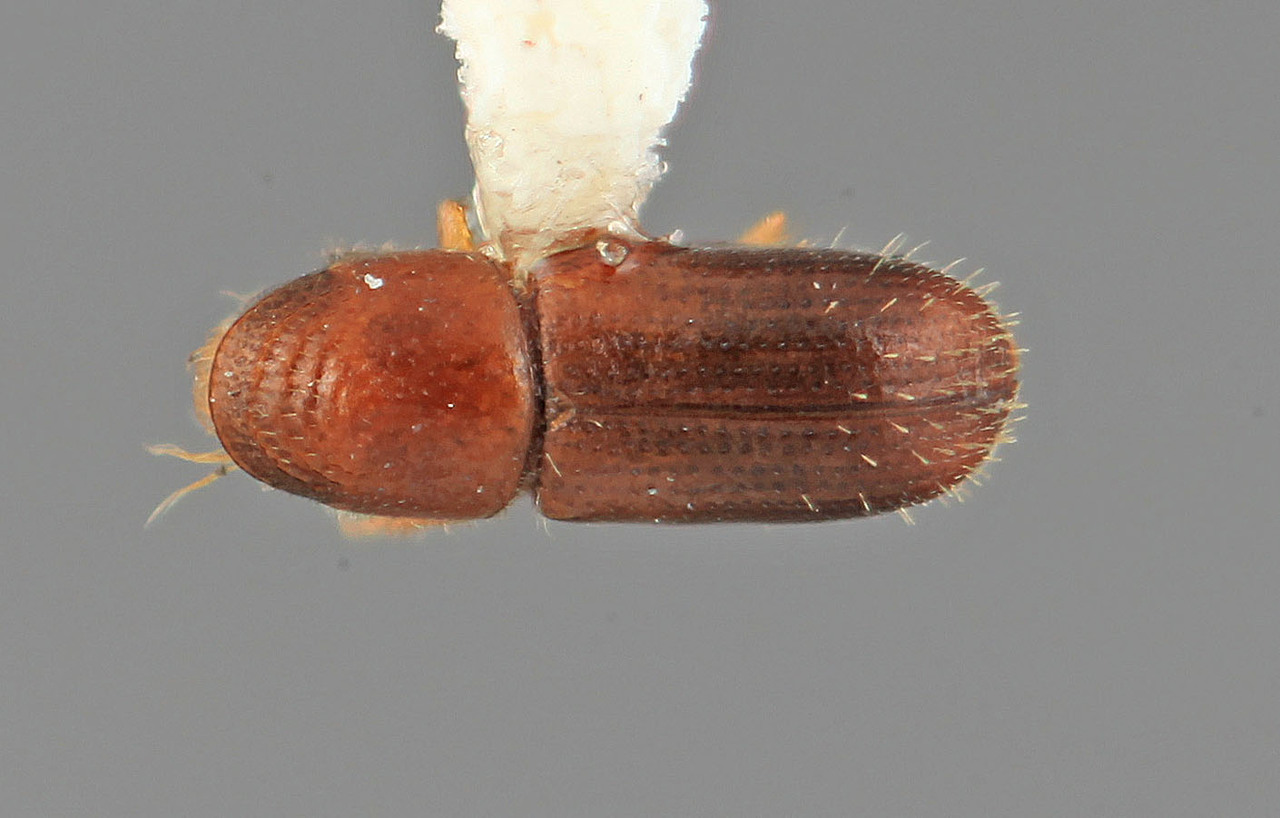 Genus / Species: Pityophthorus inops | Image Author: SM Smith | Location: Costa Rica, Puntarenas, Rincón de Osa | Image Type: holotype | Collection: Entomology