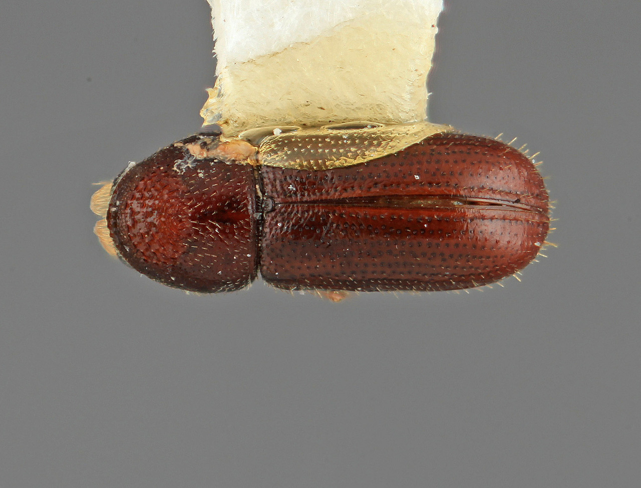 Genus / Species: Pityophthorus mormon | Image Author: SM Smith | Location: United States, Utah, Parowan Canyon | Image Type: holotype | Collection: Entomology