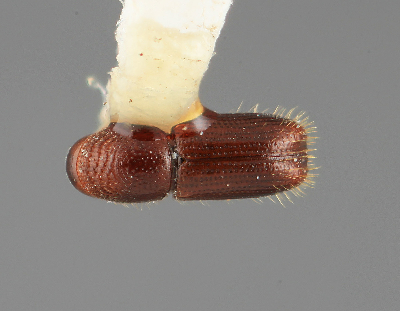 Genus / Species: Pityophthorus morosus | Image Author: SM Smith | Location: Honduras, Francisco Morazán, El Zamorano | Image Type: holotype | Collection: Entomology