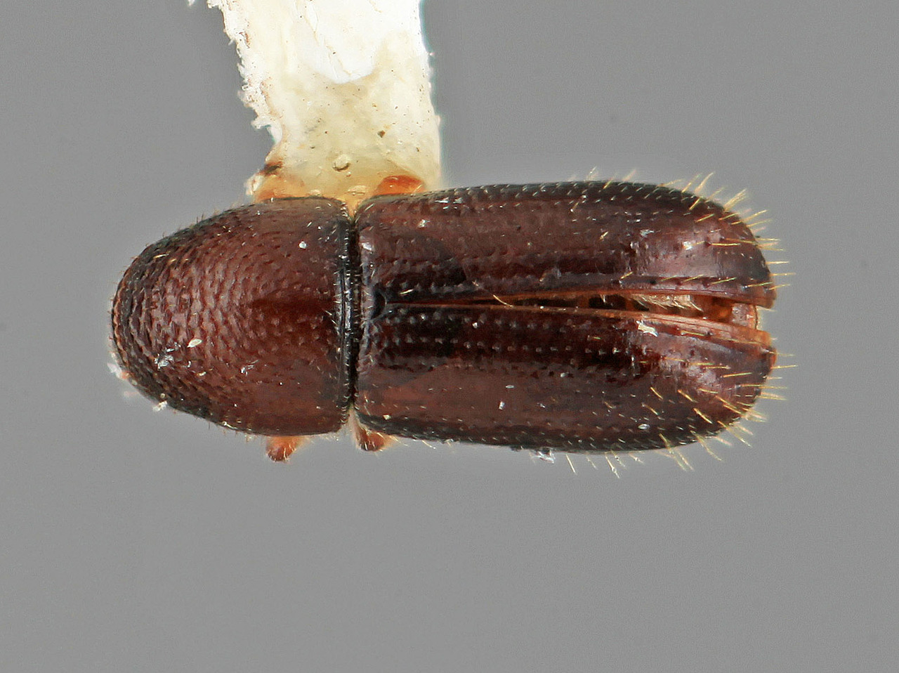 Genus / Species: Pityophthorus explicitus | Image Author: SM Smith | Location: México, Puebla, Teziutlan, 6 mi NE | Image Type: holotype | Collection: Entomology