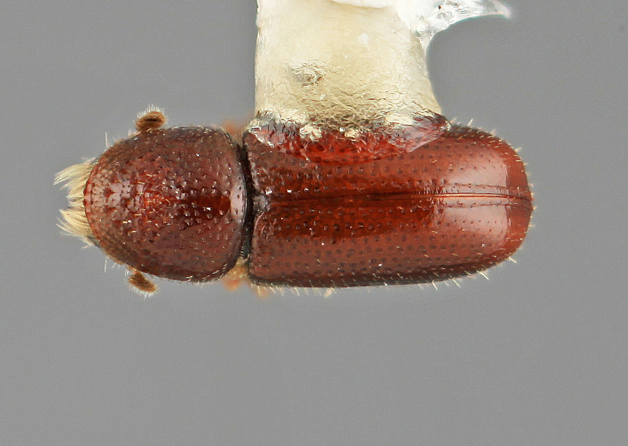 Genus / Species: Pityophthorus dolus | Image Author: SM Smith | Location: United States, California, McCloud | Image Type: holotype | Collection: Entomology
