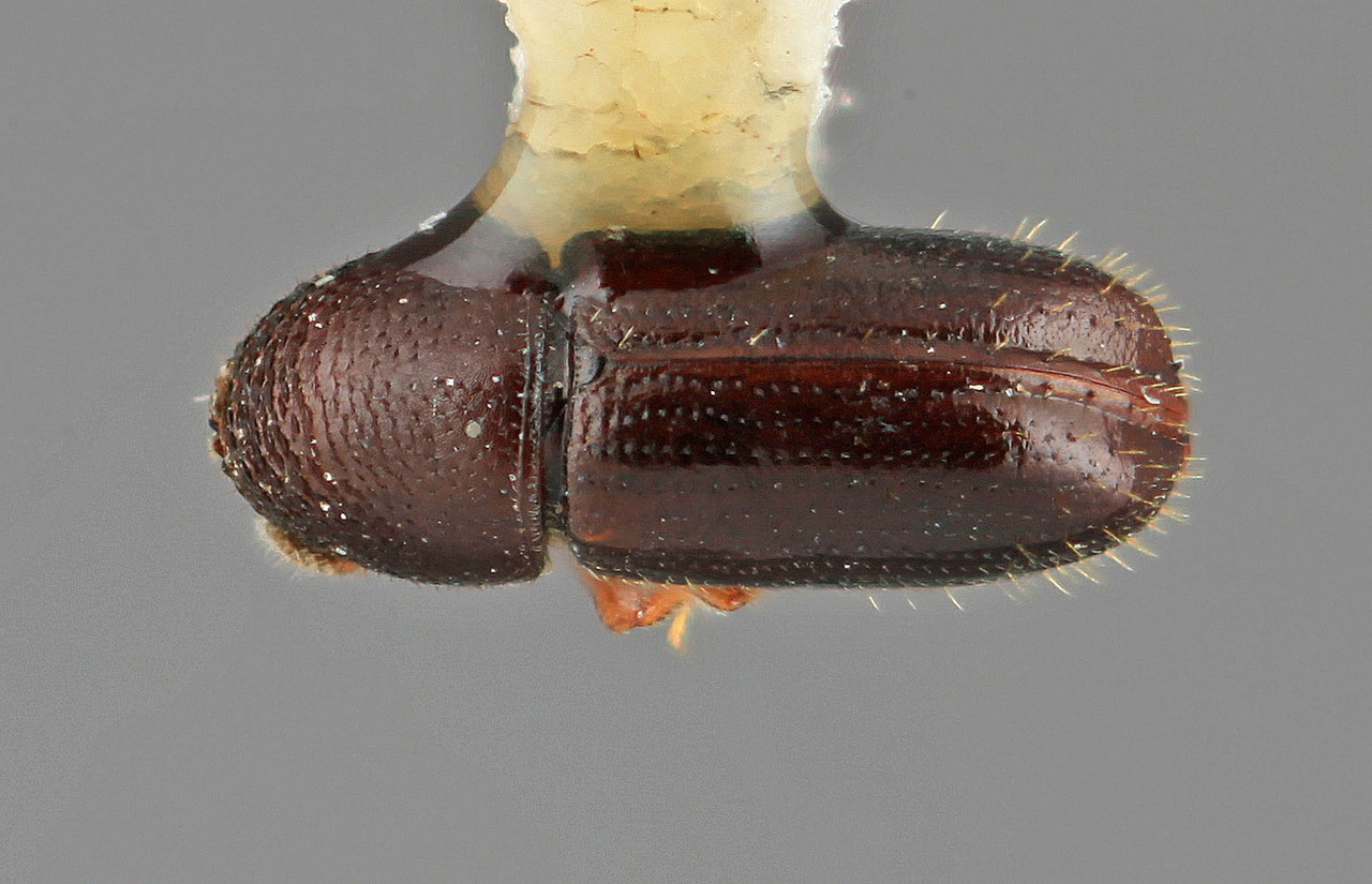 Genus / Species: Pityophthorus dissolutus | Image Author: SM Smith | Location: Costa Rica, Cartago, Cartago, 13 km SE | Image Type: holotype | Collection: Entomology
