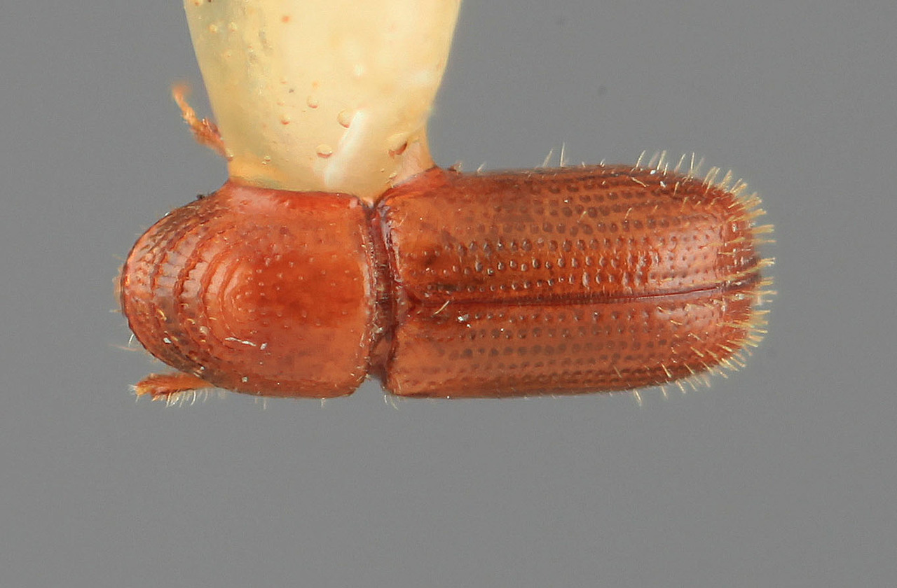 Genus / Species: Pityophthorus debilis | Image Author: SM Smith | Location: Costa Rica, San José, San Ignacio de Acosta | Image Type: holotype | Collection: Entomology
