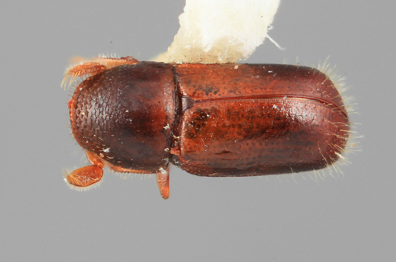 Genus / Species: Corthyloxiphus usticus | Image Author: SM Smith | Location: Venezuela, Mérida, La Carbonera, 50 km NE Merida | Image Type: holotype | Collection: Entomology