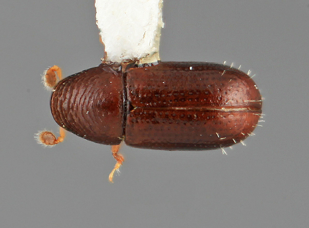 Genus / Species: Pityophthorus costatus | Image Author: SM Smith | Location: Costa Rica, Cartago, Tapanti | Image Type: holotype | Collection: Entomology