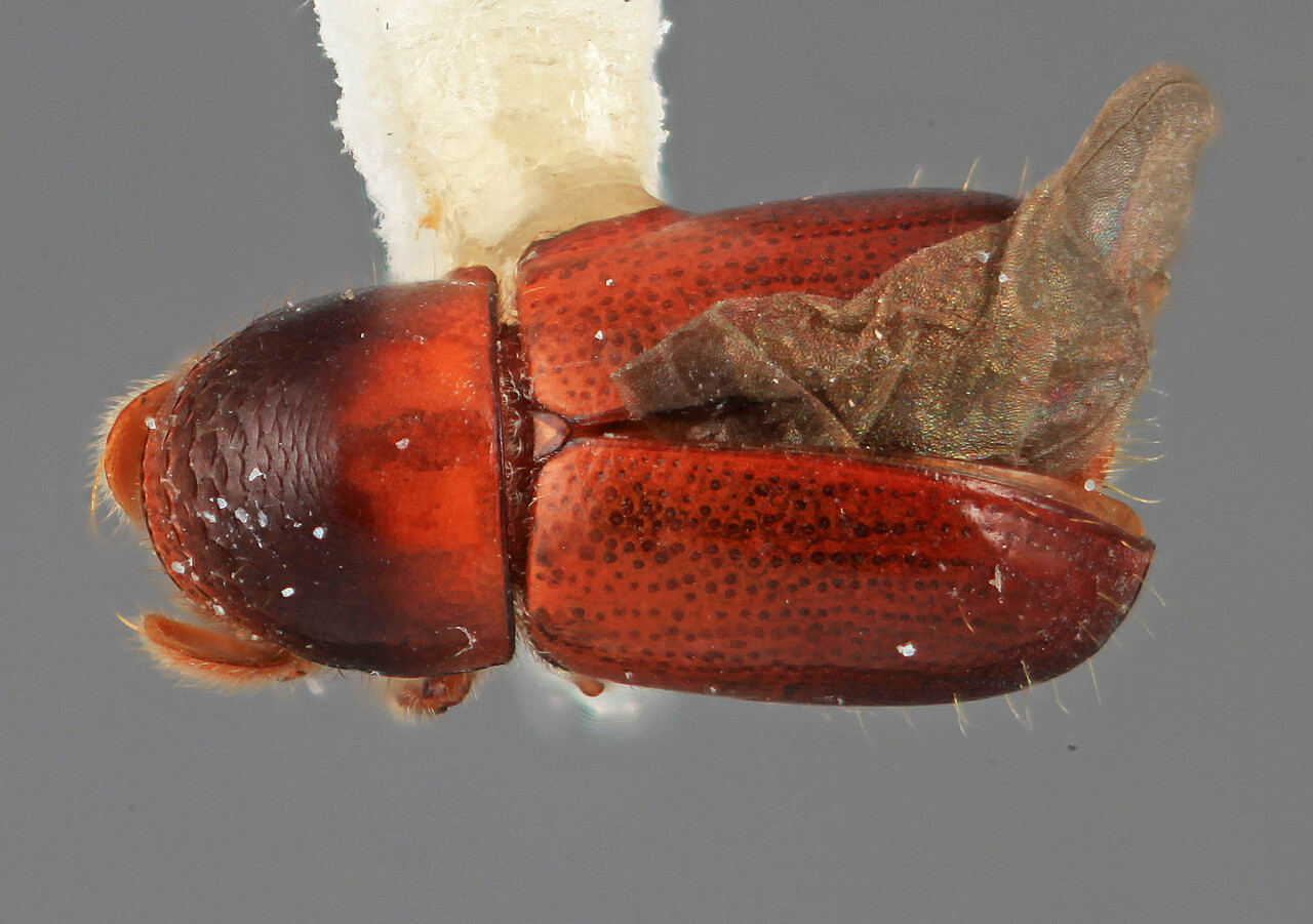 Genus / Species: Corthyloxiphus punctatus | Image Author: SM Smith | Location: Venezuela, Mérida, La Carbonera, 50 km NE Merida | Image Type: holotype | Collection: Entomology
