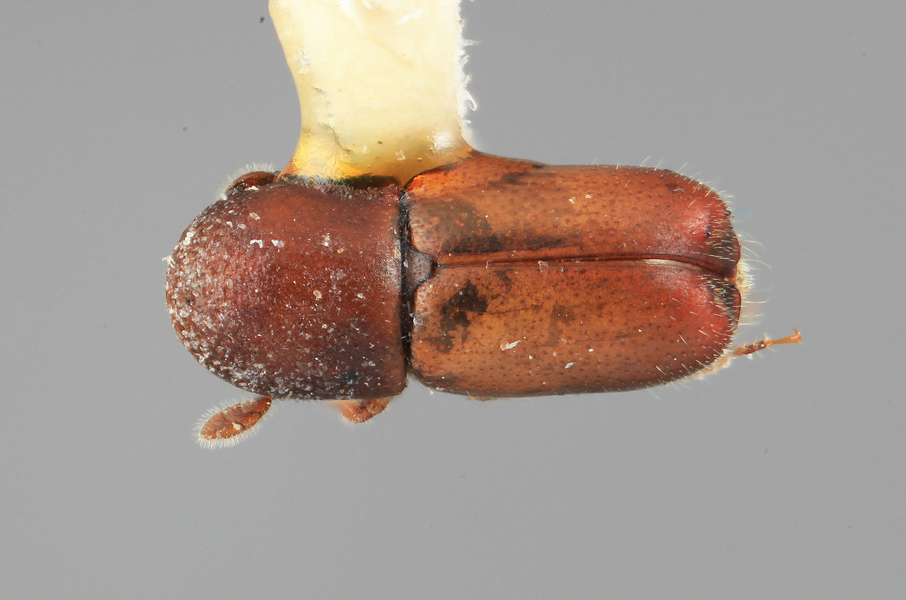 Genus / Species: Microcorthylus vescus | Image Author: SM Smith | Location: Guatemala, Quetzaltenango, Cerro Zunil | Image Type: holotype | Collection: Entomology