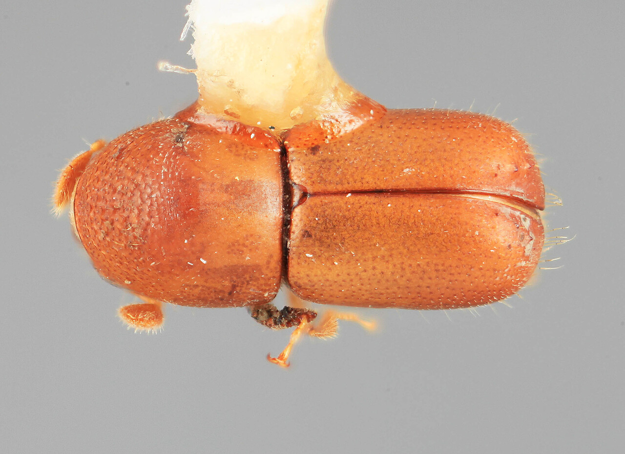 Genus / Species: Corthylocurus reticulatus | Image Author: SM Smith | Location: Costa Rica, San José, Escazu | Image Type: holotype | Collection: Entomology