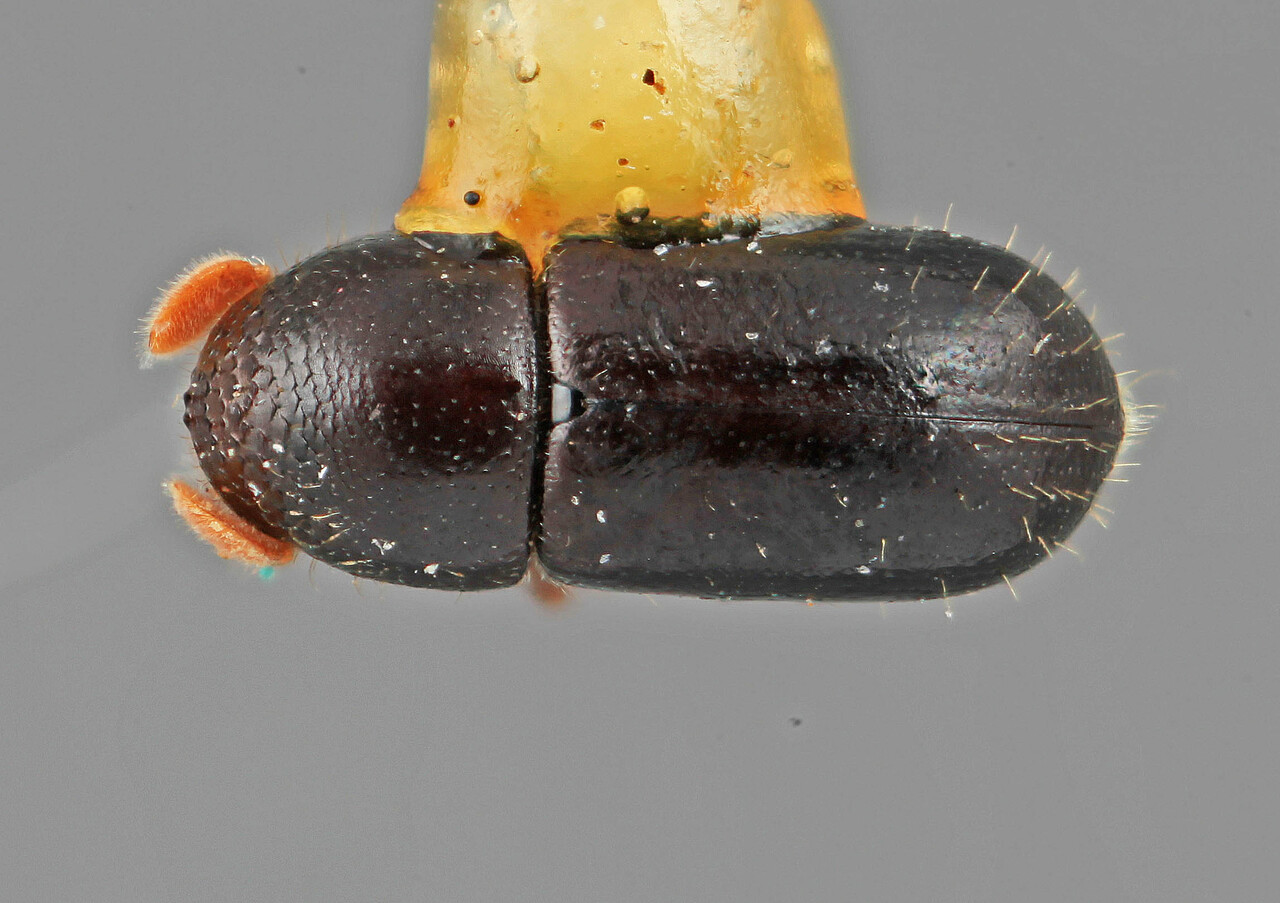 Genus / Species: Corthyloxiphus morulus | Image Author: SM Smith | Location: Costa Rica, Cartago, Cartago, 15 km SE | Image Type: holotype | Collection: Entomology