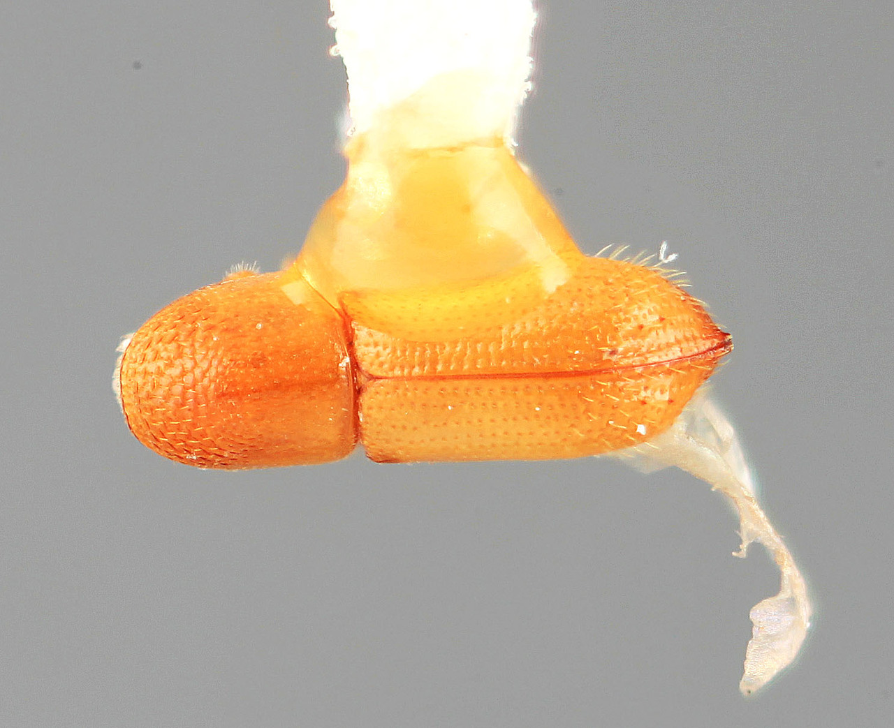 Genus / Species: Pityophthorus vesculus | Image Author: SM Smith | Location: Panamá, Panamá, Ft. Clayton | Image Type: holotype | Collection: Entomology