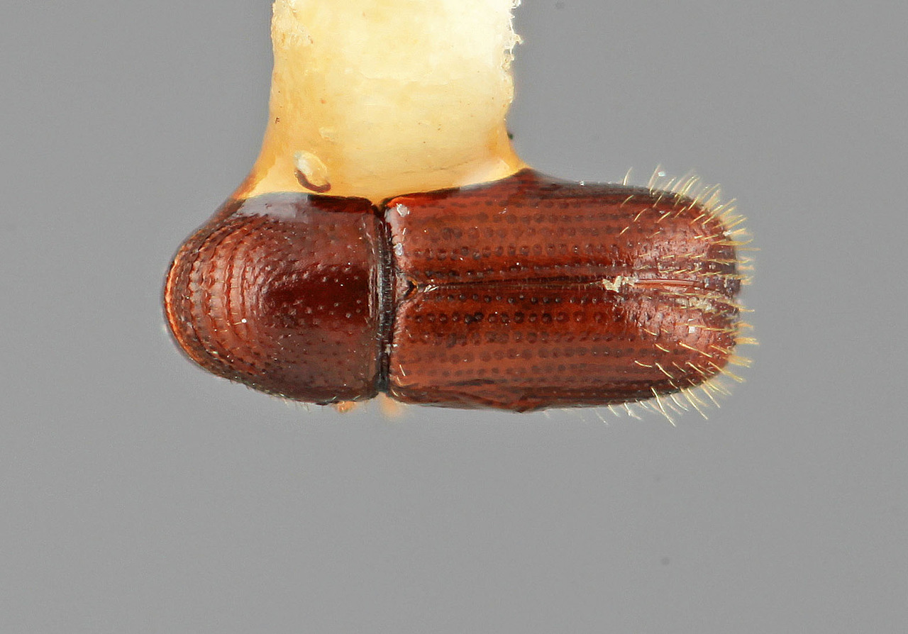 Genus / Species: Pityophthorus nemoralis | Image Author: SM Smith | Location: Honduras, Francisco Morazán, El Zamorano | Image Type: holotype | Collection: Entomology