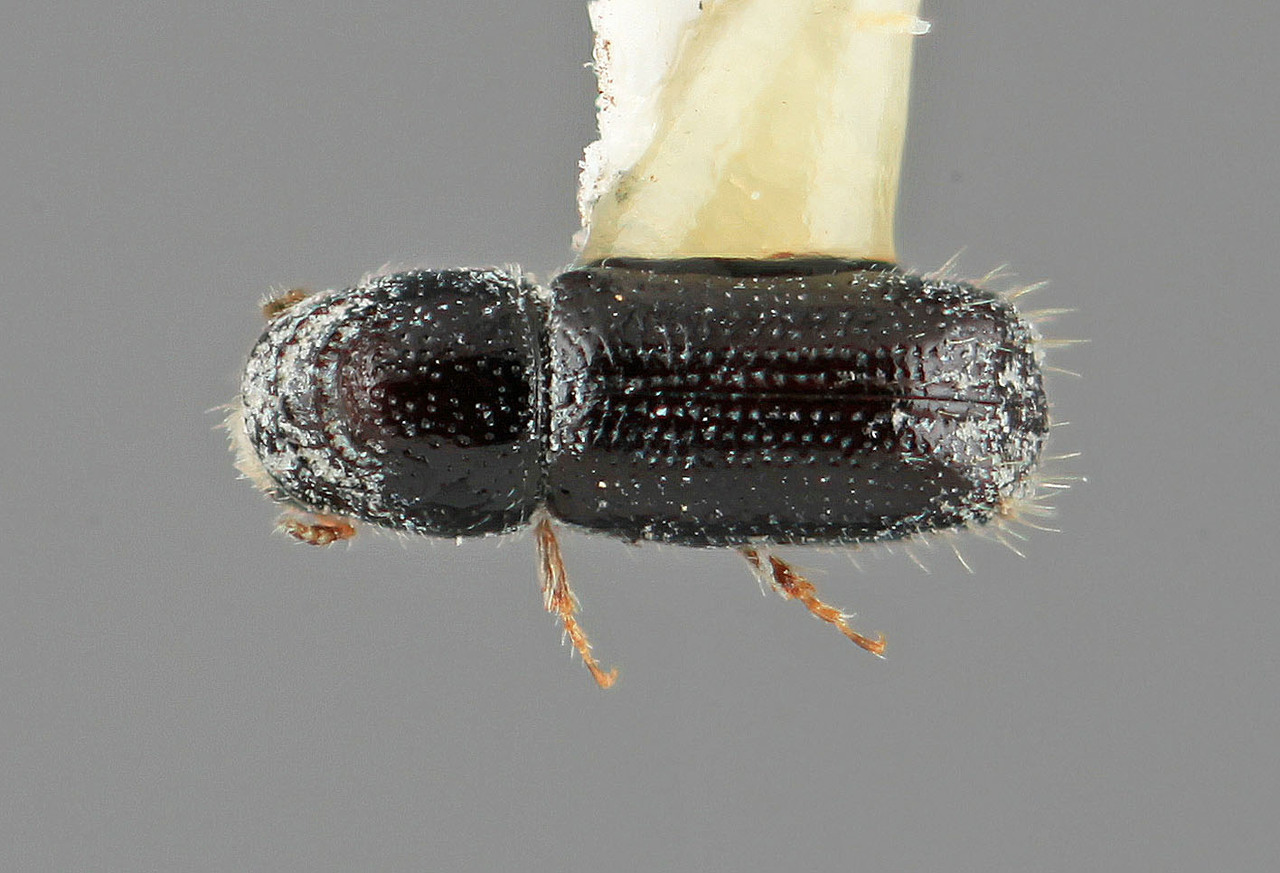 Genus / Species: Pityophthorus diligens | Image Author: SM Smith | Location: México, Hidalgo, Pachuca, 16 km (10 mi) E | Image Type: holotype | Collection: Entomology