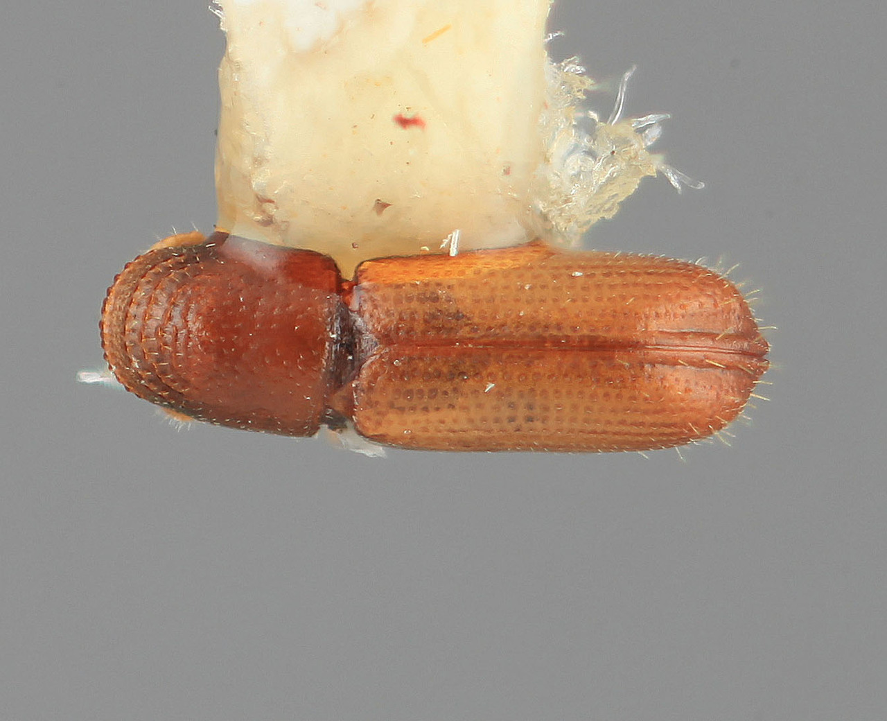Genus / Species: Pityophthorus nugalis | Image Author: SM Smith | Location: Guatemala, Escuintla, Volcán Pacaya | Image Type: holotype | Collection: Entomology