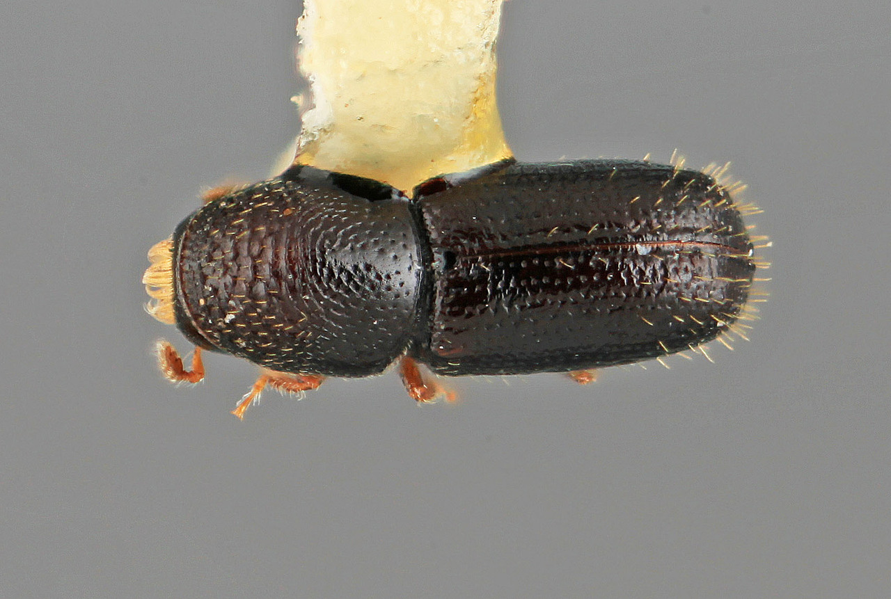 Genus / Species: Pityophthorus parilis | Image Author: SM Smith | Location: Honduras, Cortés, Buenos Aires | Image Type: holotype | Collection: Entomology