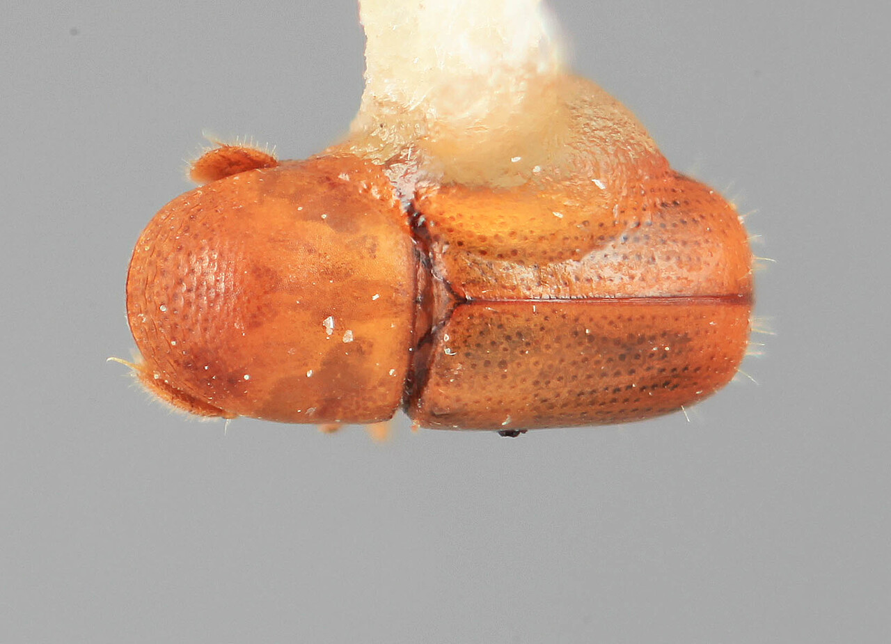 Genus / Species: Corthylocurus moritzi | Image Author: SM Smith | Location: Venezuela, Aragua, Colonia Tovar | Image Type: holotype | Collection: Entomology