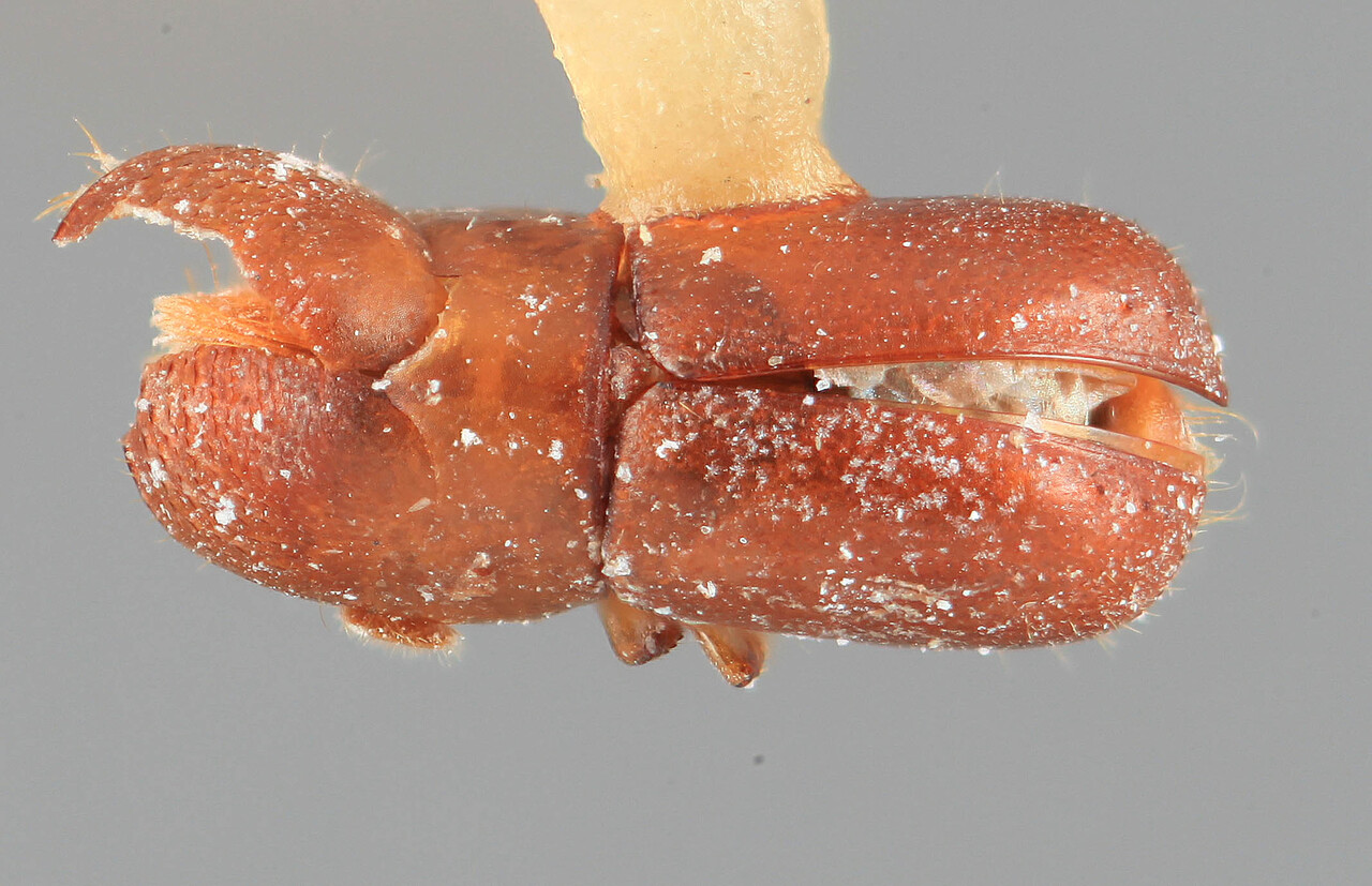 Genus / Species: Corthylocurus setifer | Image Author: SM Smith | Location: Brazil, Bahia, Ibicaraí | Image Type: holotype | Collection: Entomology