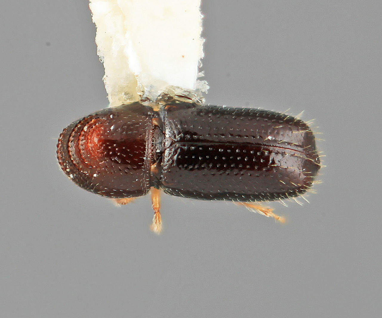 Genus / Species: Pityophthorus franseriae | Image Author: SM Smith | Location: United States, New Mexico, High Rolls, 6 mi W | Image Type: holotype | Collection: Entomology