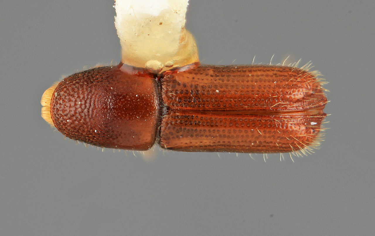 Genus / Species: Pityophthorus scitulus | Image Author: SM Smith | Location: Panamá, Chiriquí, Volcan Chiriqui | Image Type: holotype | Collection: Entomology