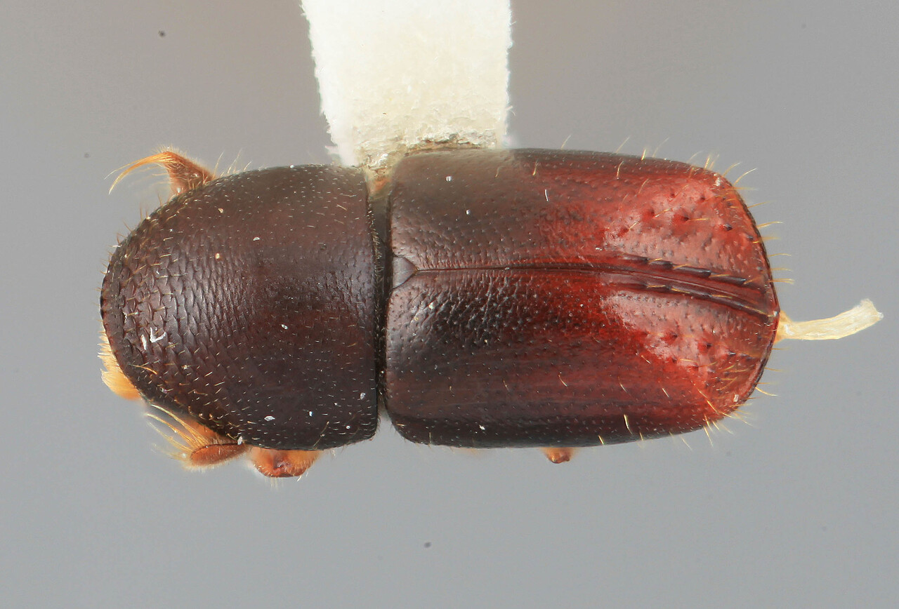 Genus / Species: Corthyloxiphus obesus | Image Author: SM Smith | Location: Venezuela, Mérida, La Carbonera, 50 km NE Merida | Image Type: holotype | Collection: Entomology