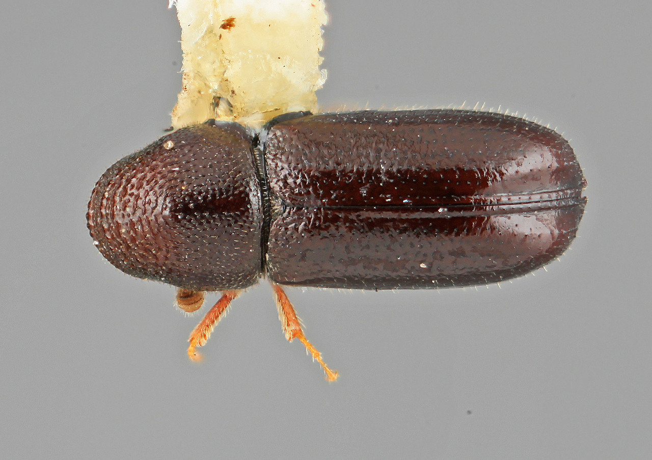 Genus / Species: Pityophthorus indigus | Image Author: SM Smith | Location: United States, Colorado, Gould, 2 mi E | Image Type: holotype | Collection: Entomology