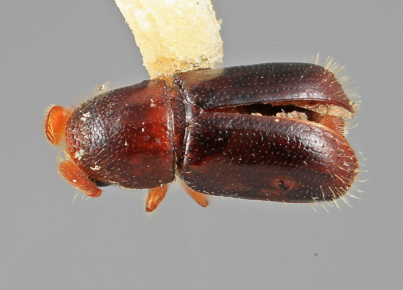 Genus / Species: Corthyloxiphus apicalis | Image Author: SM Smith | Location: Venezuela, Mérida, Mérida | Image Type: holotype | Collection: Entomology