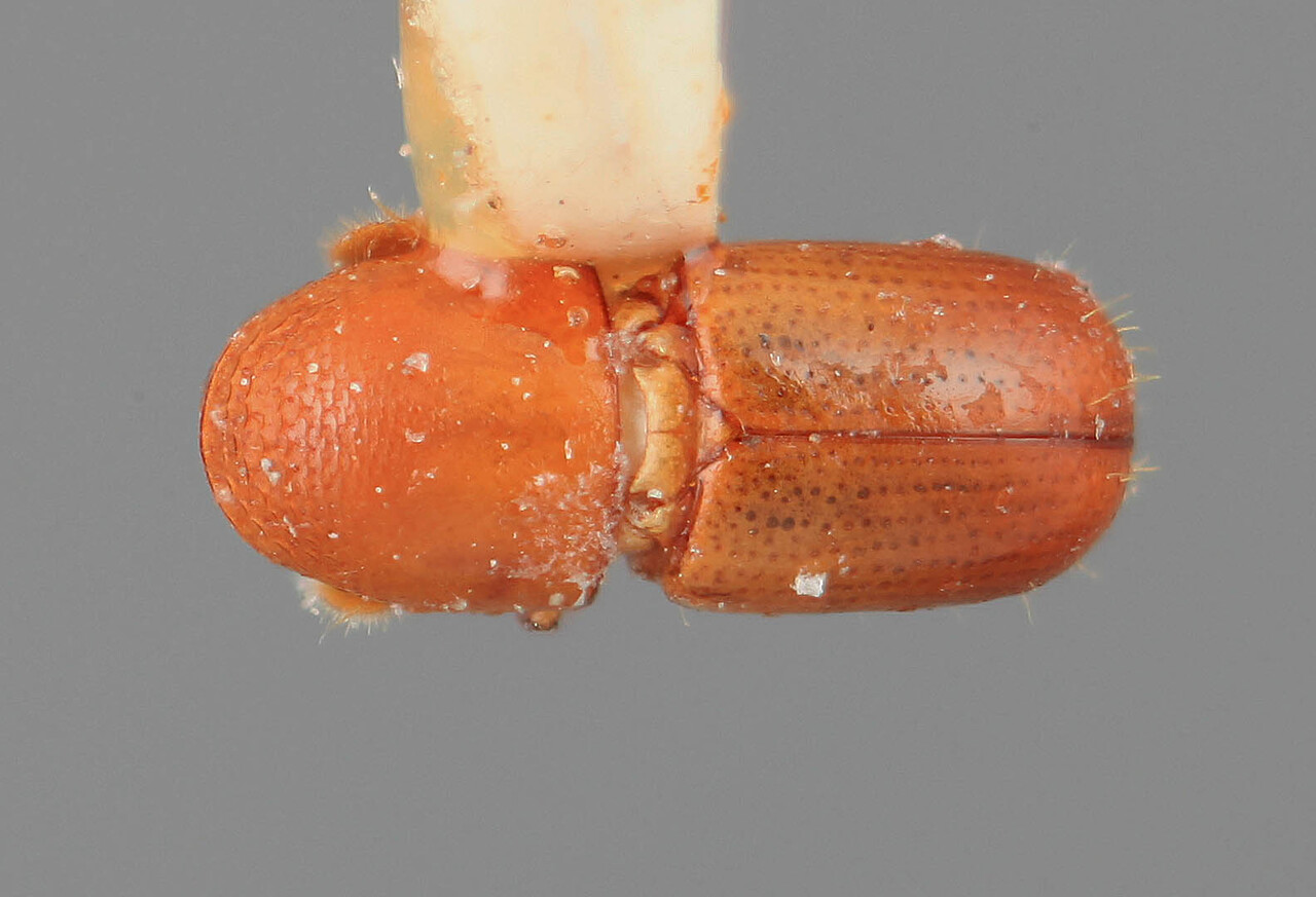 Genus / Species: Corthylocurus debilis | Image Author: SM Smith | Location: Costa Rica, Limón, Beverley | Image Type: holotype | Collection: Entomology