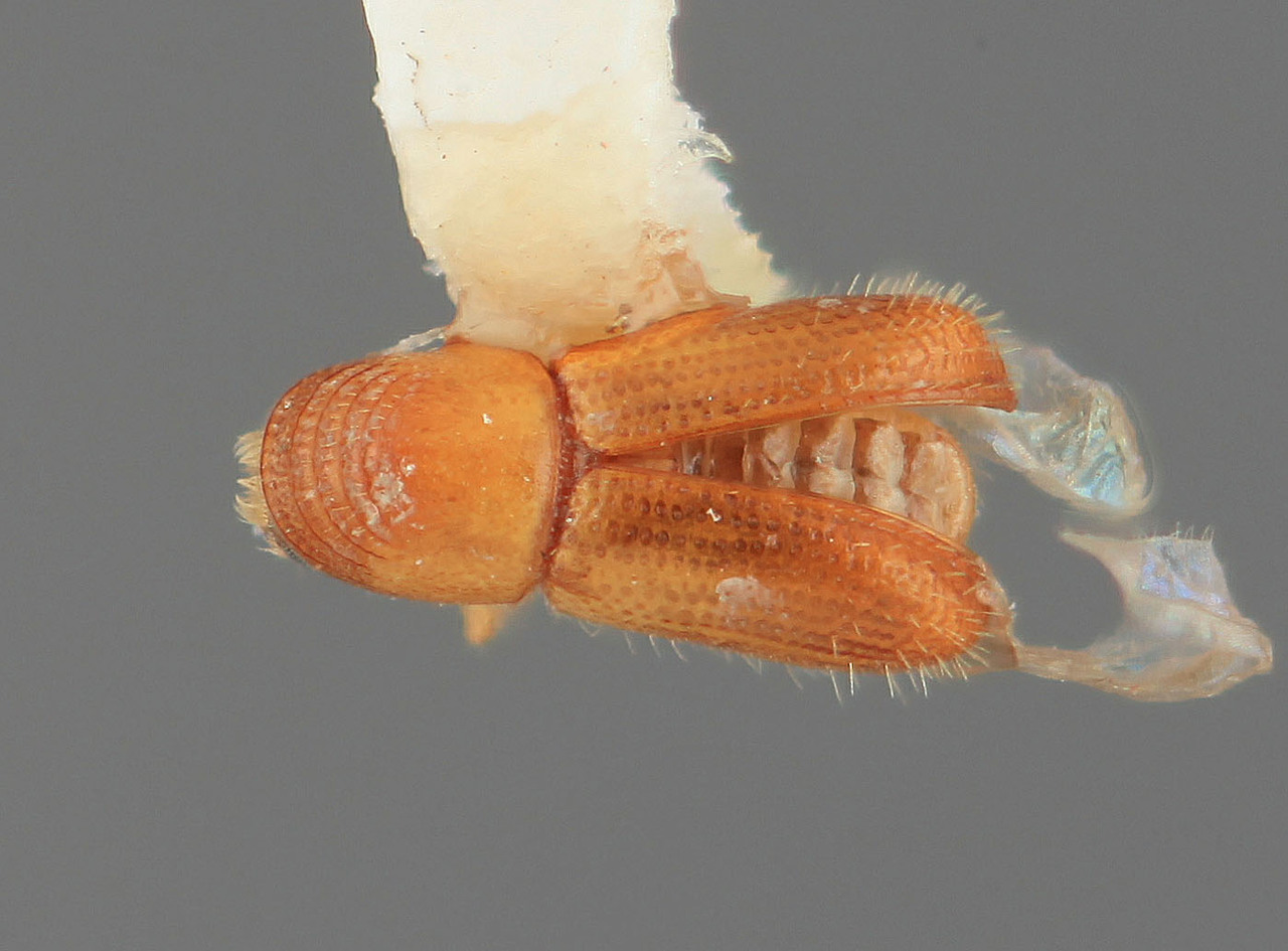 Genus / Species: Pityophthorus galeritus | Image Author: SM Smith | Location: Costa Rica, San José, Rio Damitas, Dota Mtns. | Image Type: holotype | Collection: Entomology