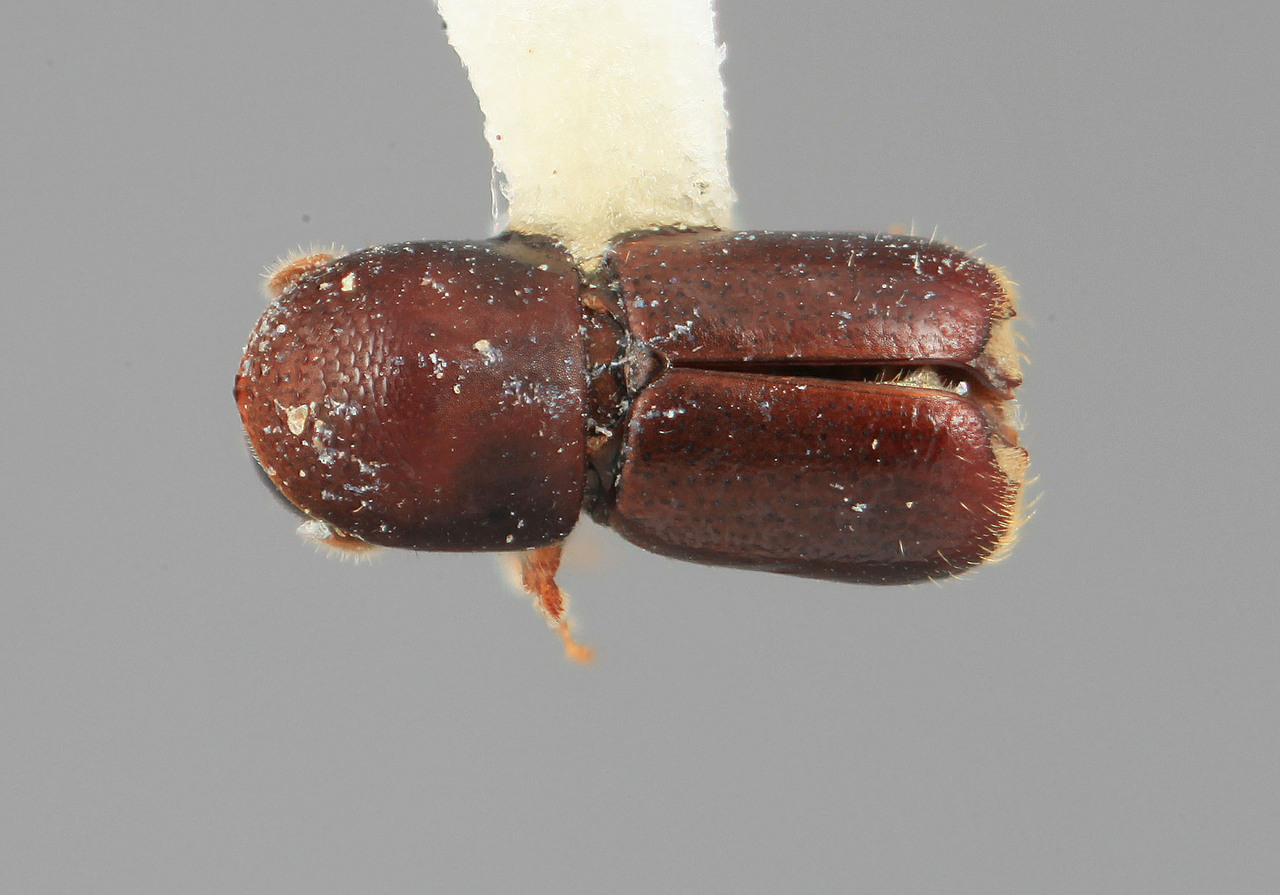Genus / Species: Microcorthylus curtus | Image Author: SM Smith | Location: Venezuela, Mérida, El Vigía, 20 km SW | Image Type: holotype | Collection: Entomology