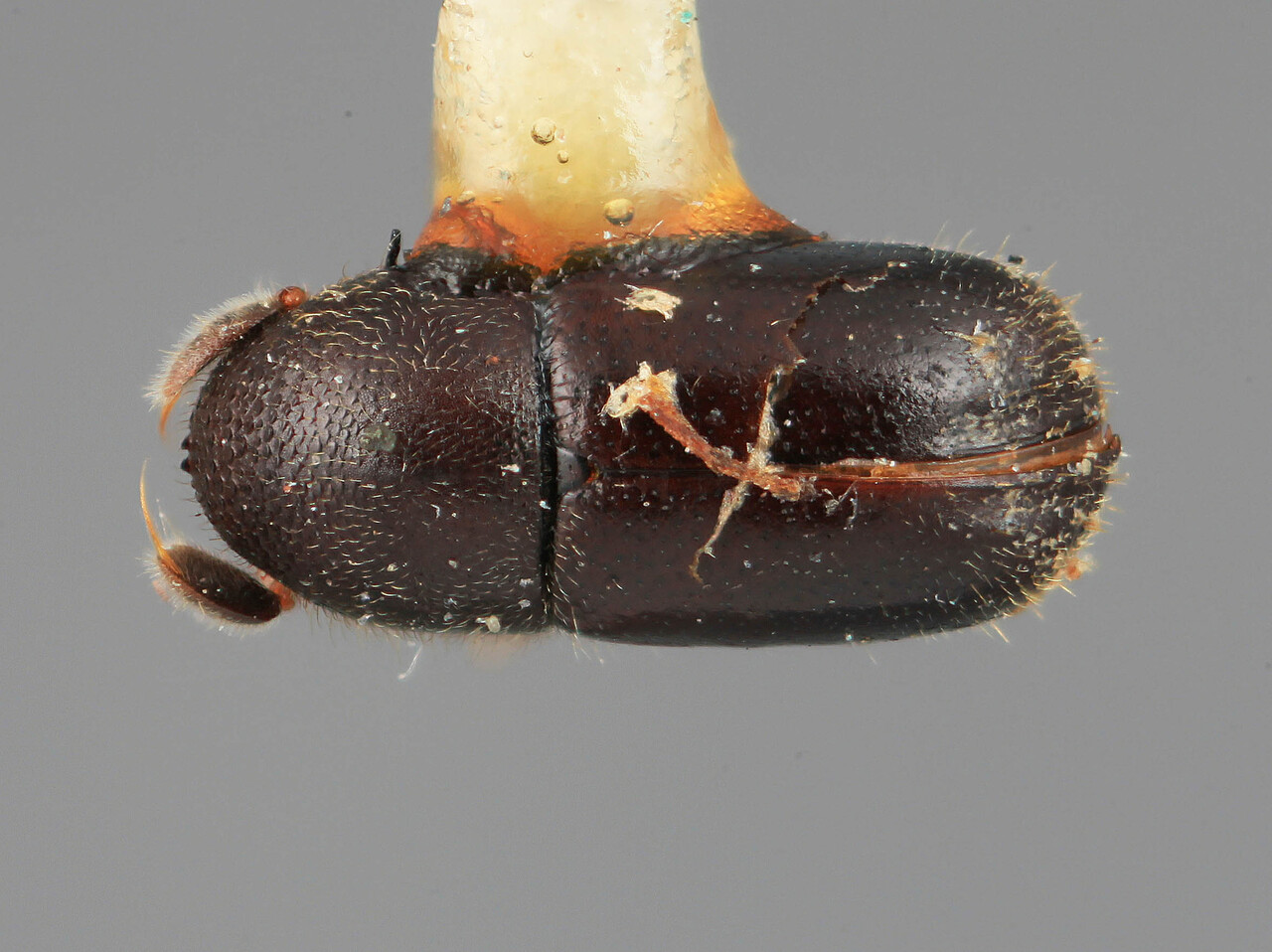 Genus / Species: Corthyloxiphus caliginis | Image Author: SM Smith | Location: Costa Rica, Cartago, Cartago, 16 km SE | Image Type: holotype | Collection: Entomology