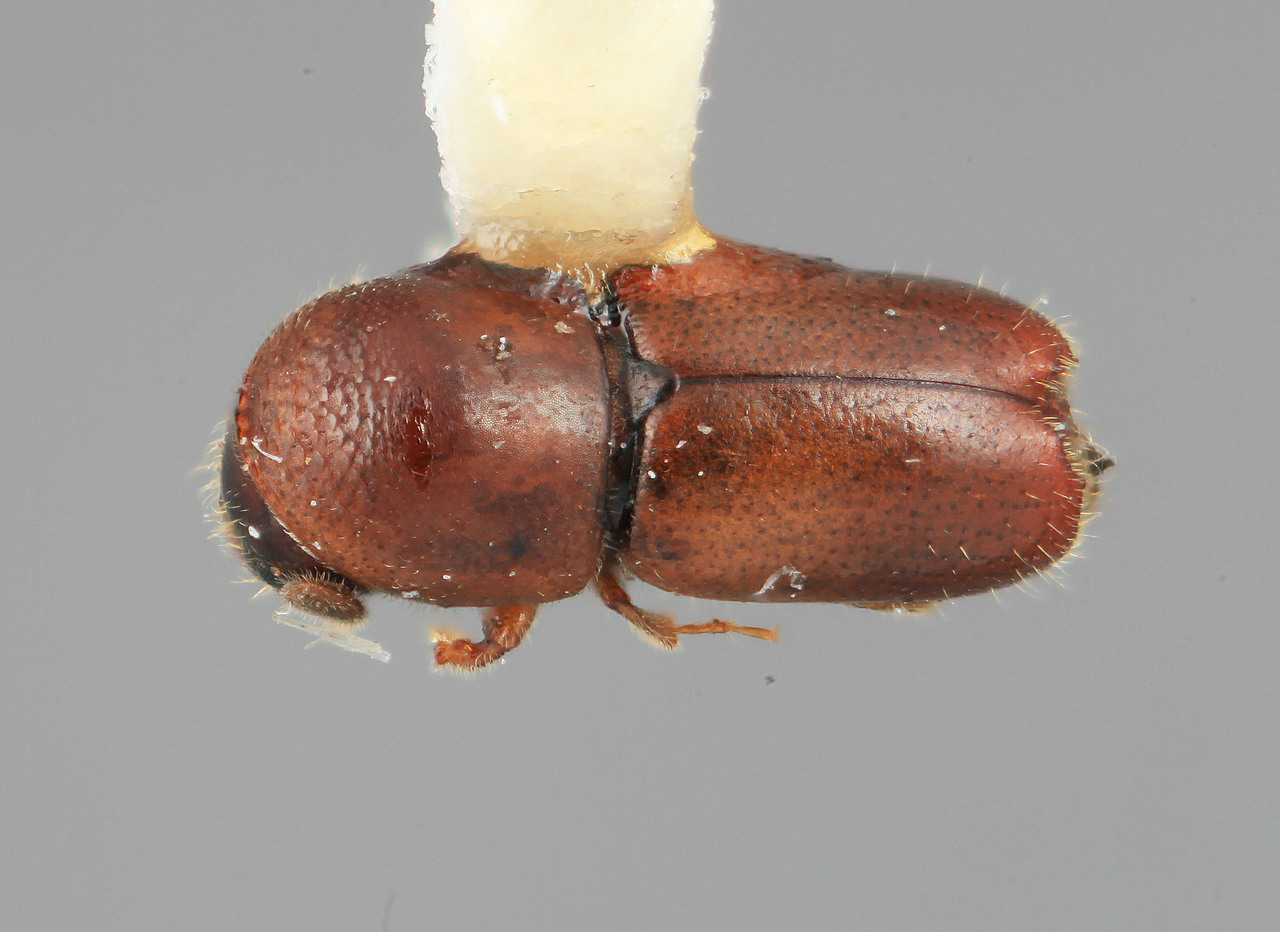 Genus / Species: Microcorthylus grandiclavatus | Image Author: SM Smith | Location: Costa Rica, San José, Escasú | Image Type: holotype | Collection: Entomology