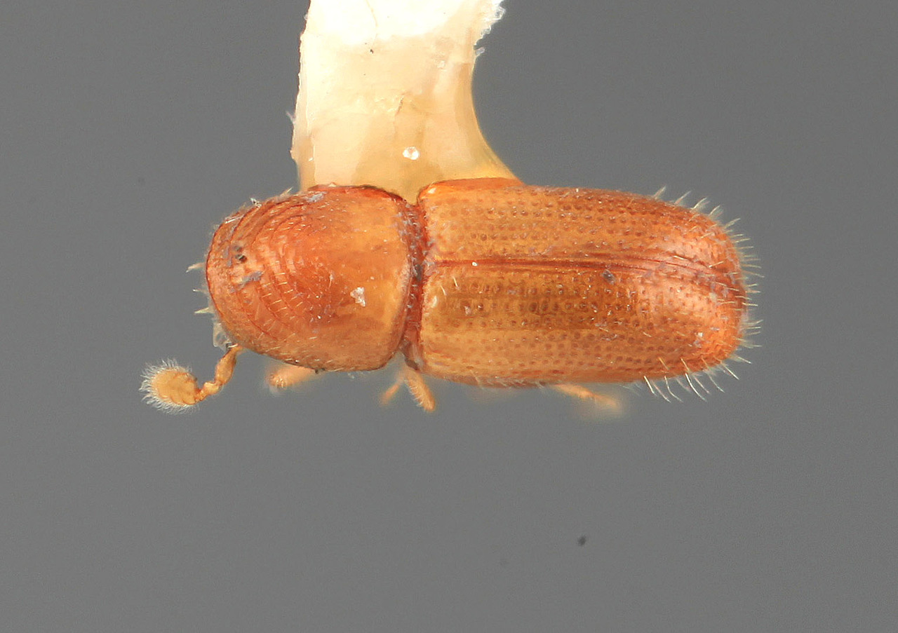 Genus / Species: Pityophthorus strictus | Image Author: SM Smith | Location: Costa Rica, San José, Sta. Ana | Image Type: holotype | Collection: Entomology