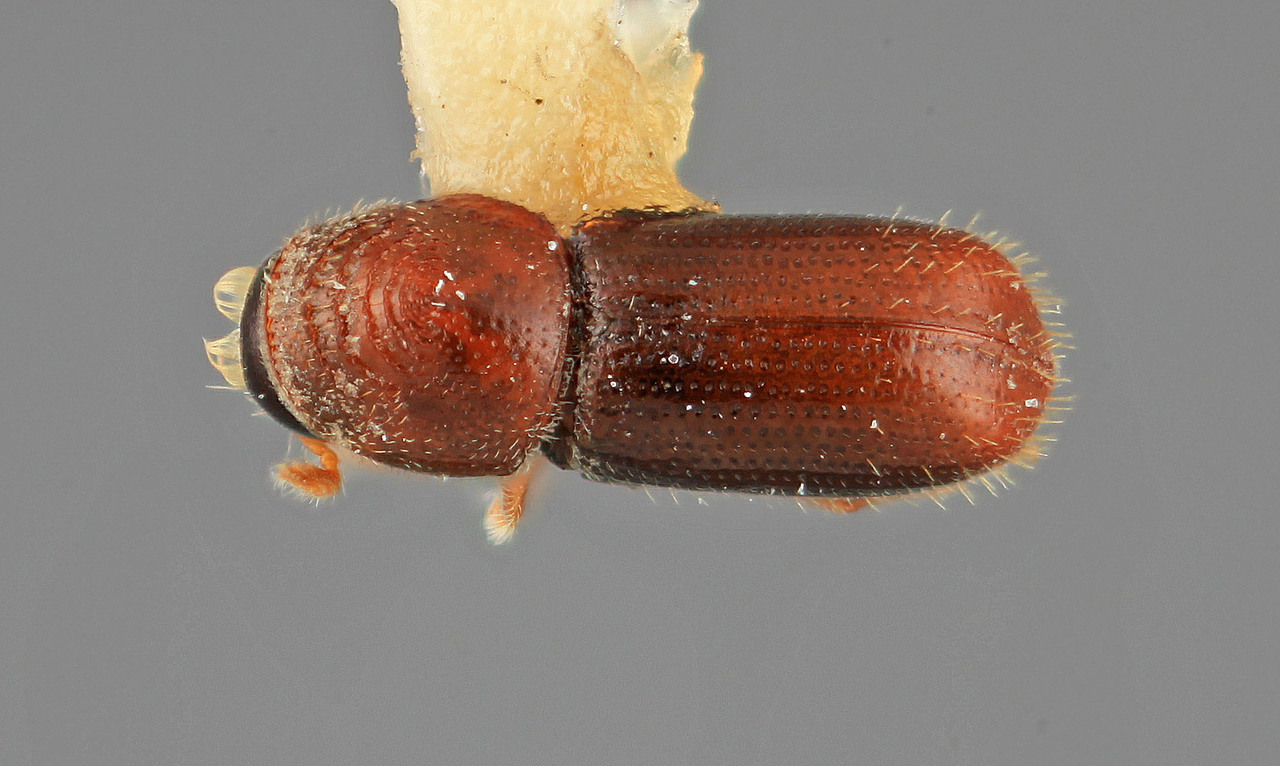 Genus / Species: Pityophthorus detentus | Image Author: SM Smith | Location: México, Michoacán, Carápan | Image Type: holotype | Collection: Entomology