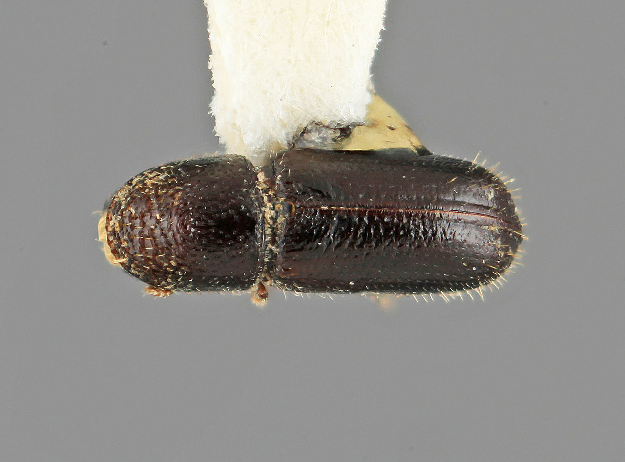 Genus / Species: Pityophthorus anthracinus | Image Author: SM Smith | Location: México, Nuevo León, Cerro Potosi | Image Type: holotype | Collection: Entomology